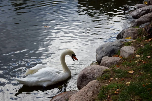 Schwan Auf Dem See — Stockfoto