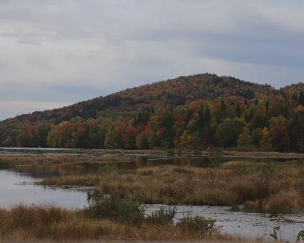 Autumn Landscape Trees Forest — Stock Photo, Image