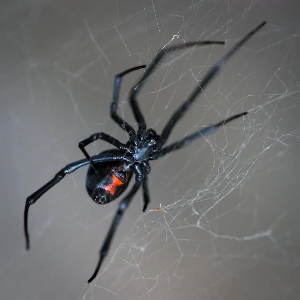 黒い背景のクモの巣は — ストック写真