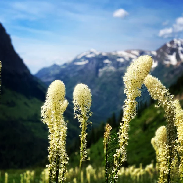 Dağlarda Güzel Çiçekler — Stok fotoğraf