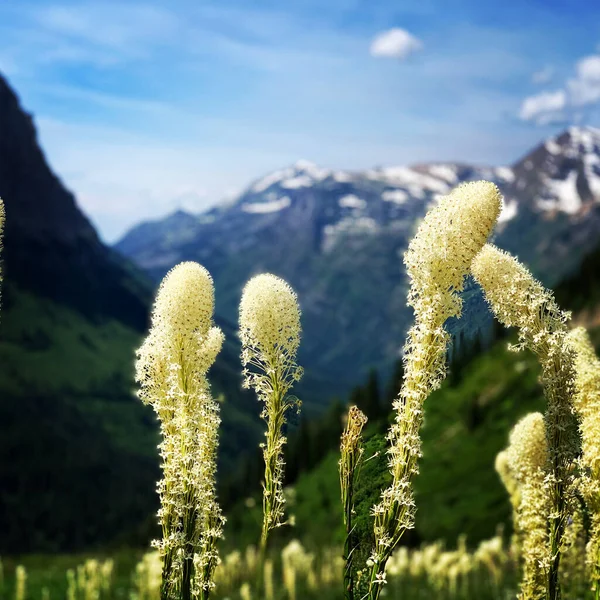 Mooie Bloemen Bergen — Stockfoto