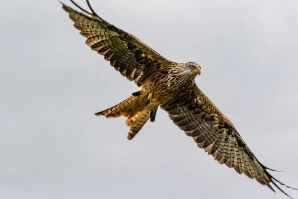 Large Eagle Flying Sky — Stock Photo, Image