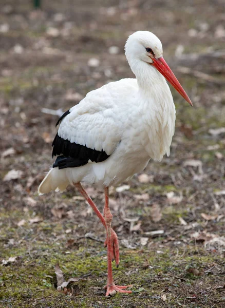 Cigogne Blanche Dans Parc — Photo