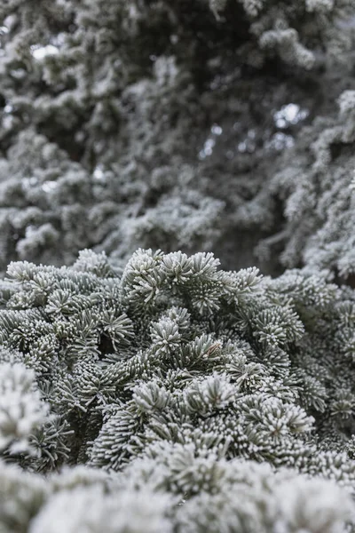 Hermoso Árbol Cubierto Nieve Blanca Bosque —  Fotos de Stock