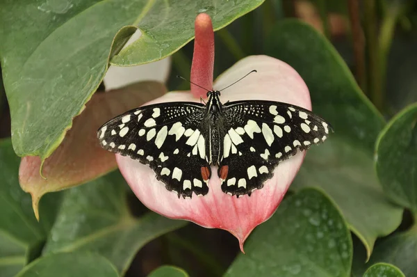 Papillon Sur Une Fleur — Photo