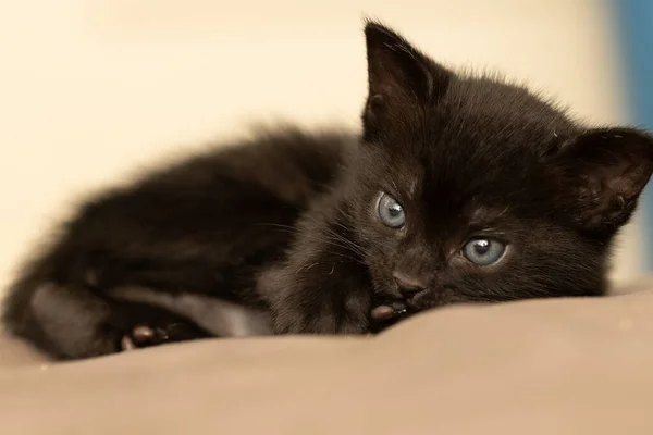 Gatto Bianco Nero Uno Sfondo Una Parete Grigia — Foto Stock