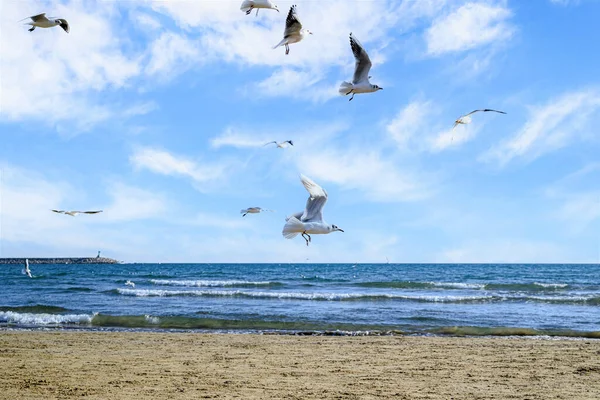 Gabbiani Che Sorvolano Mare — Foto Stock