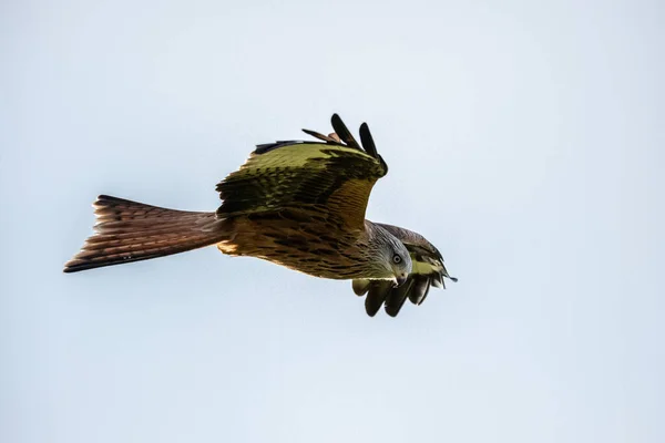 Vahşi Doğada Uçan Bir Kuş — Stok fotoğraf