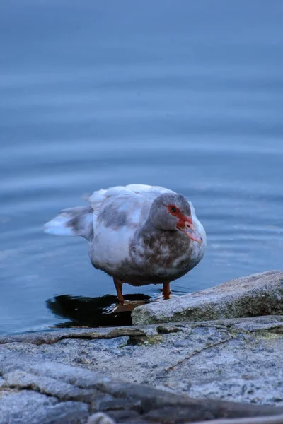 Vogel Wasser Strand — Stockfoto