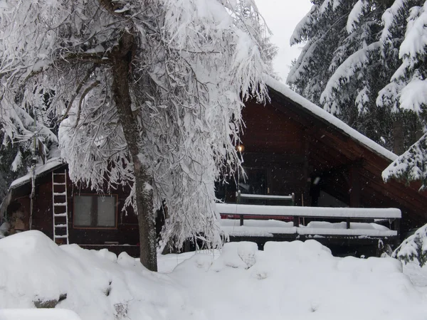 Vackert Vinterlandskap Med Snötäckta Träd — Stockfoto