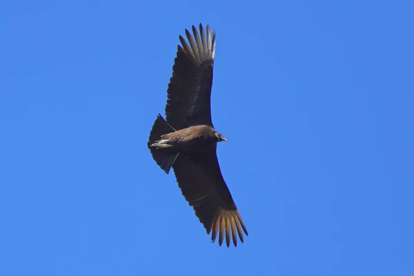 Ptak Lecący Niebie — Zdjęcie stockowe