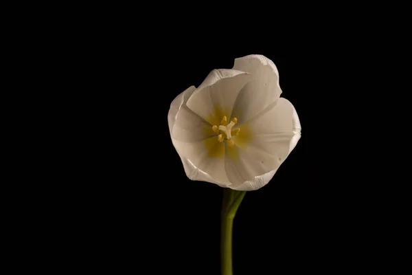 Schöne Weiße Tulpe Auf Schwarzem Hintergrund — Stockfoto