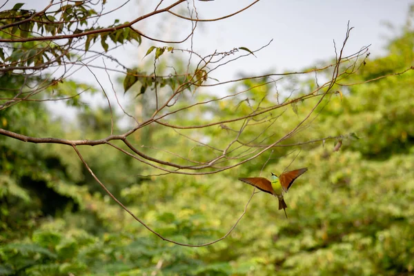 Bel Colpo Botanico Carta Parati Naturale — Foto Stock