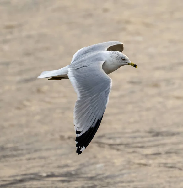 Mouette Volant Dans Mer Sur Fond Nature — Photo