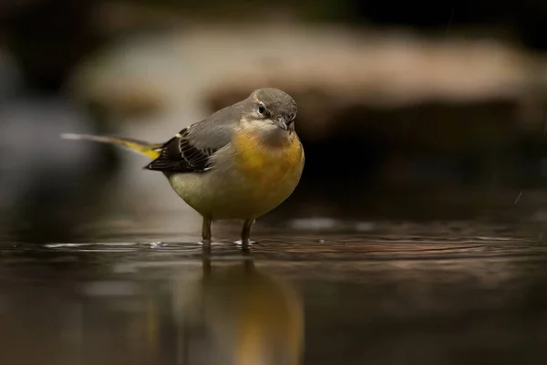 Птица Сидит Ветке Озера — стоковое фото