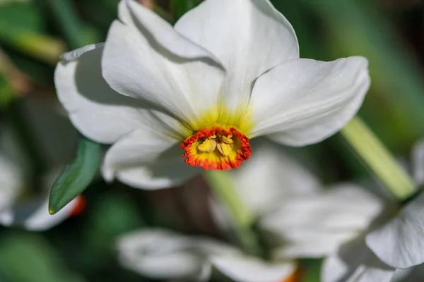 Belles Fleurs Poussant Dans Jardin — Photo