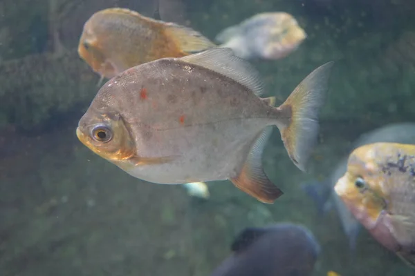 Pesci Acquario — Foto Stock