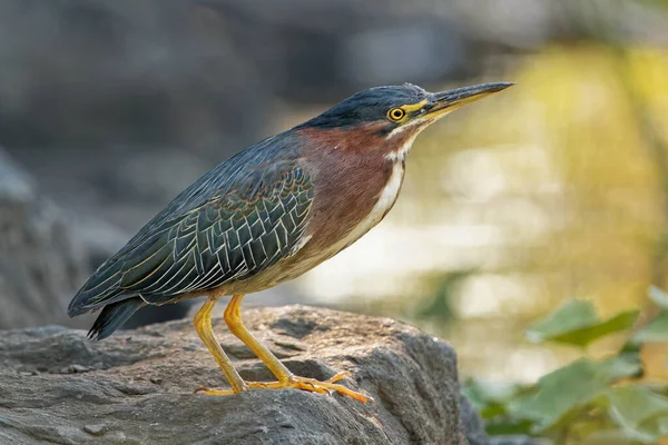 Schöne Aufnahme Eines Vogels Natürlichem Lebensraum — Stockfoto