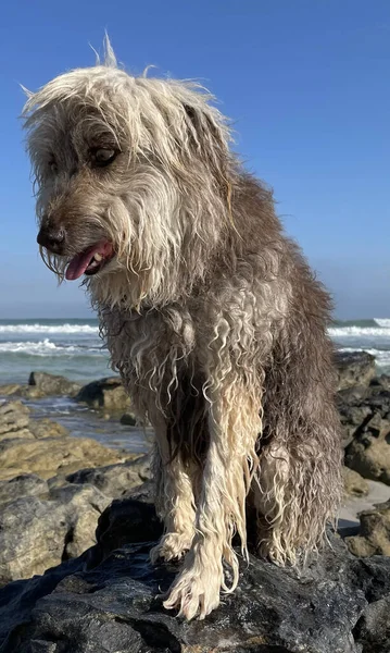 Cane Sulla Spiaggia — Foto Stock