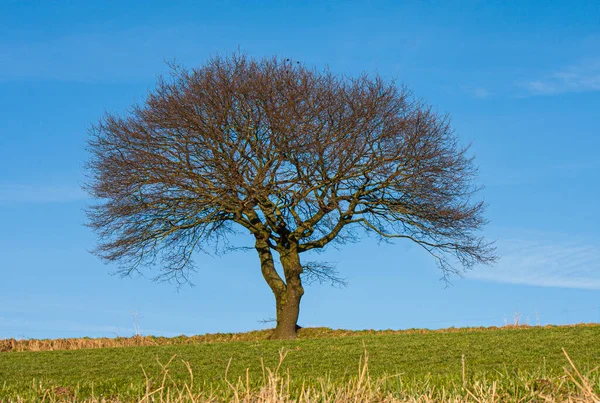 Hermosa Vista Naturaleza Escena — Foto de Stock