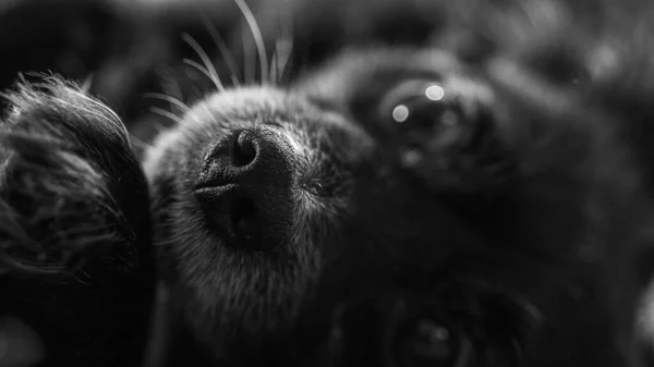 Черно Белое Фото Собаки — стоковое фото