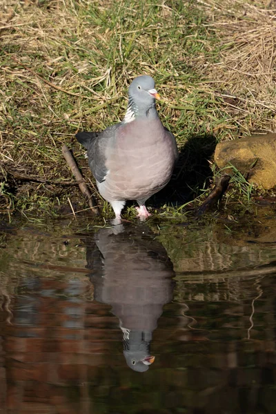 Uma Gaivota Água — Fotografia de Stock