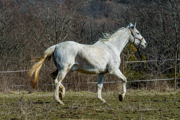パドックの白い馬 — ストック写真