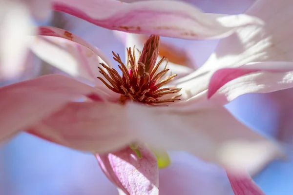 Botanical Shot Beautiful Flowers — Stock Photo, Image