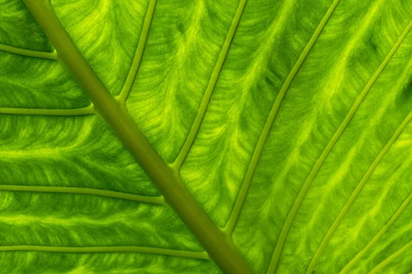 Grön Blad Struktur Bakgrund — Stockfoto