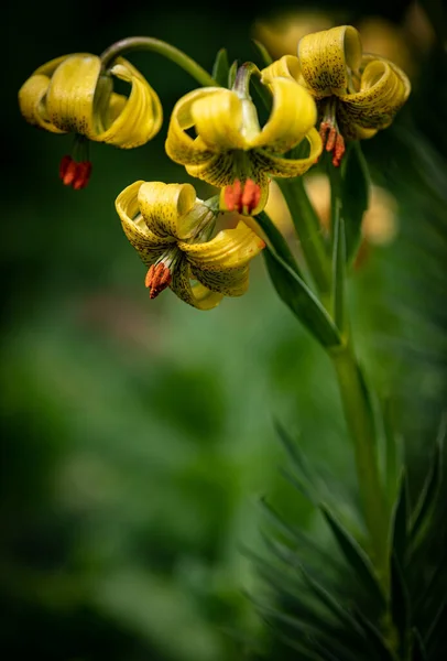 Vacker Botanisk Skott Naturliga Tapeter Blommor — Stockfoto