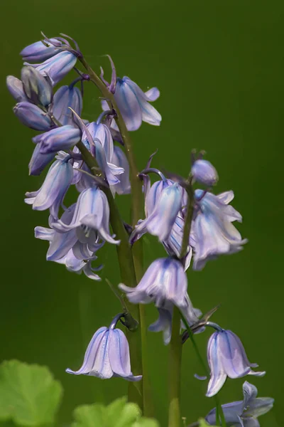 Krásné Květiny Květinový Koncept Pozadí — Stock fotografie