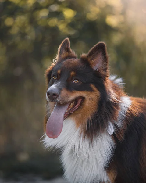 Portret Van Een Prachtige Hond — Stockfoto