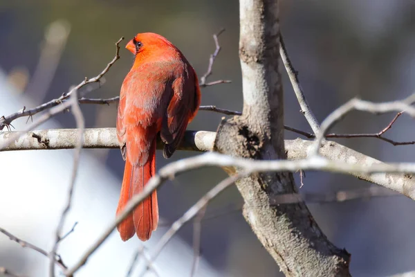 Hermoso Tiro Pájaro Hábitat Natural — Foto de Stock