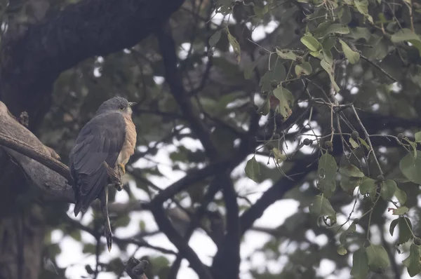 Oiseau Sur Arbre Dans Forêt — Photo