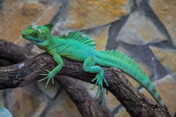 Green Iguana Branch — Stock Photo, Image