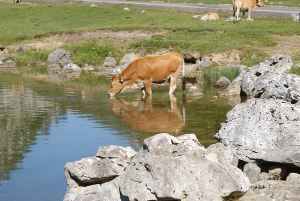 山の中の牛 — ストック写真