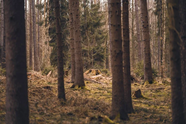 Вертикальний Знімок Лісу Лісі — стокове фото