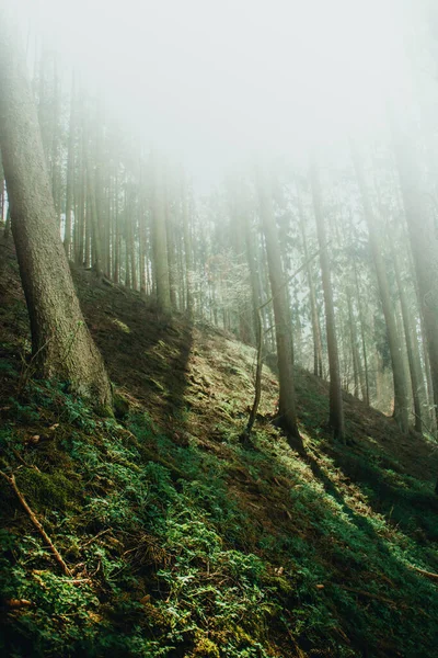 Bella Foresta Nella Nebbia — Foto Stock