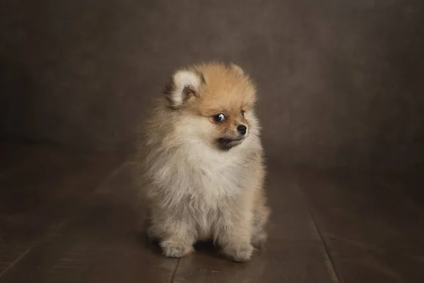 Perro Spitz Pomeranian Sobre Fondo Madera — Foto de Stock