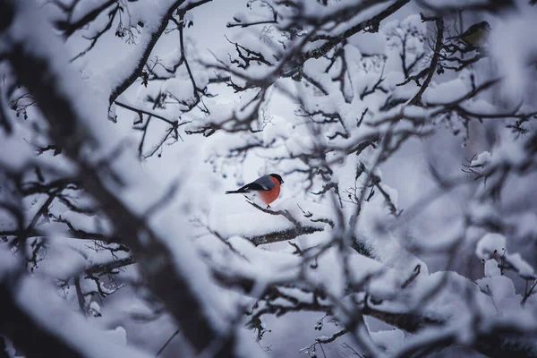 Beautiful Bird Sitting Tree Winter Forest — Stock Photo, Image