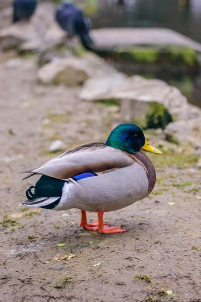 Eine Nahaufnahme Einer Schönen Ente — Stockfoto