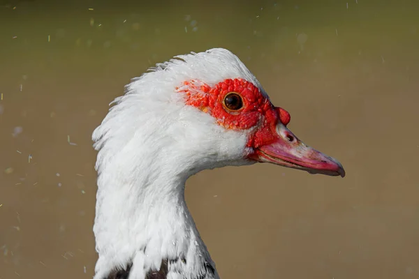 Krásná Bílá Husa Vodě — Stock fotografie