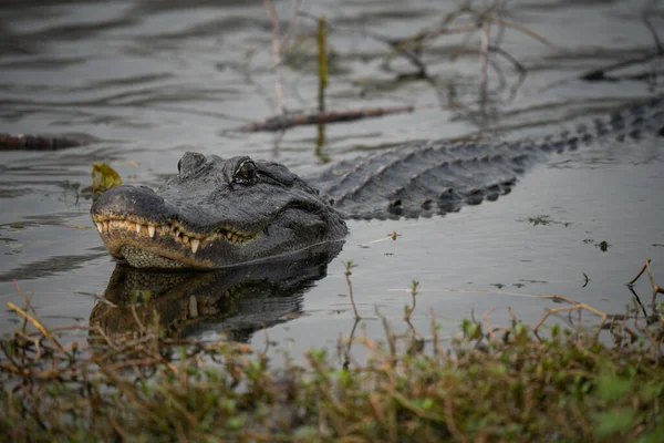 Crocodile Water Close — Stock Photo, Image