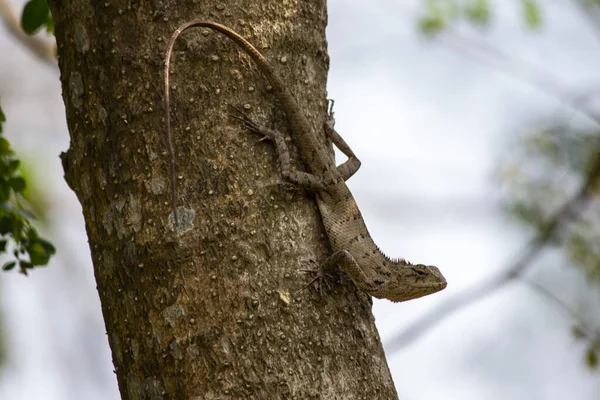 Kertenkeleyle Bir Ağaç Gövdesinin Yakın Çekimi — Stok fotoğraf