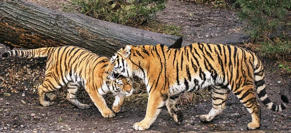 Dos Tigres Tigre Bengala Zoológico — Foto de Stock