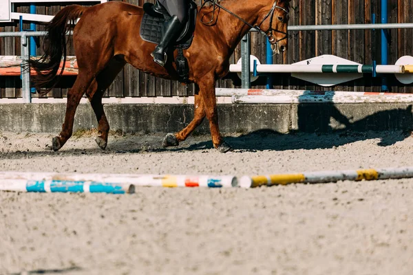 Cavallo Nel Paddock — Foto Stock