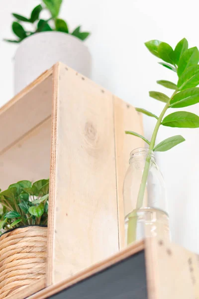 Grüne Pflanze Glas Auf Weißem Holztisch — Stockfoto