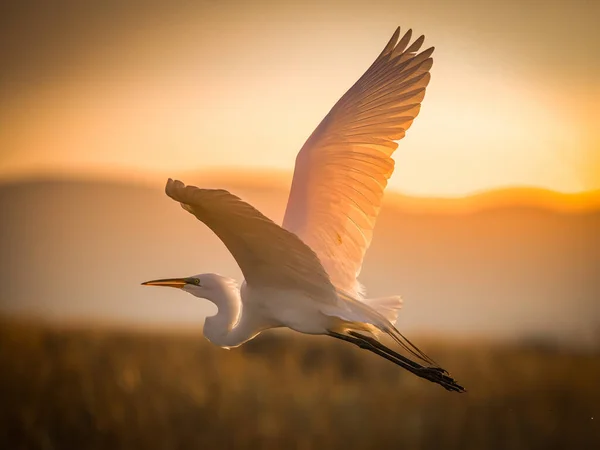 Mouette Volant Dans Ciel — Photo