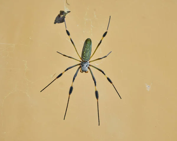 Spider Web White Background — Stock Photo, Image