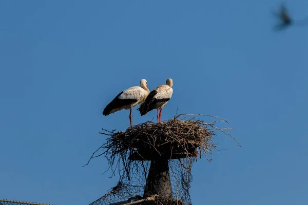 Storch Auf Dem Nest Park — Stockfoto